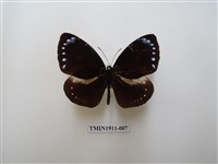 藏品(小紫斑蝶)的圖片